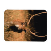 Chital Natural Habitat | Bandhavgar National Park Magneet (Horizontaal)