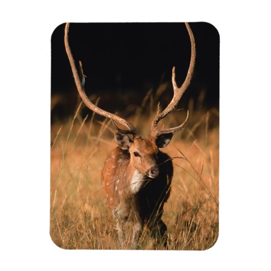 Chital Natural Habitat | Bandhavgar National Park Magneet (Verticaal)