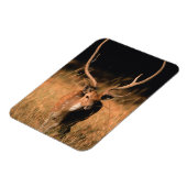 Chital Natural Habitat | Bandhavgar National Park Magneet (Linkerzijde)