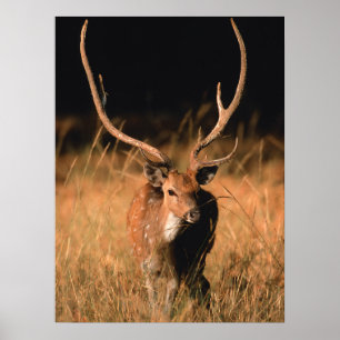 Chital Natural Habitat   Bandhavgar National Park Poster