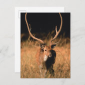 Chital Natural Habitat | Nationaal park Bandhavgar Briefkaart (Voorkant / Achterkant)