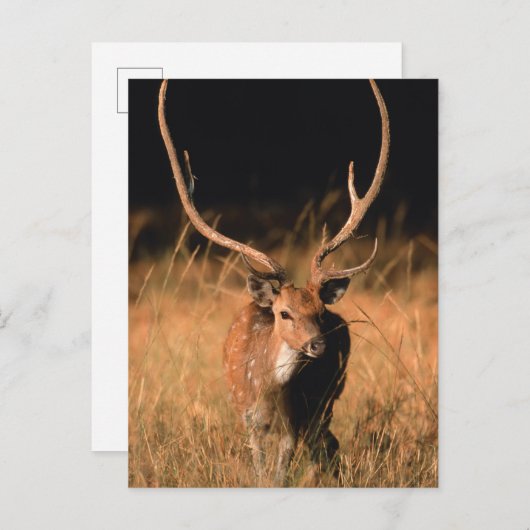 Chital Natural Habitat | Nationaal park Bandhavgar Briefkaart (Voorkant / Achterkant)