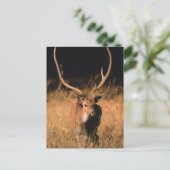 Chital Natural Habitat | Nationaal park Bandhavgar Briefkaart (Staand voorkant)