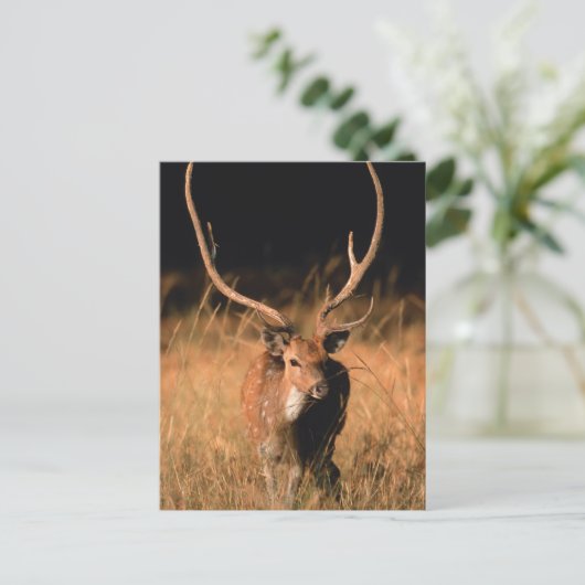 Chital Natural Habitat | Nationaal park Bandhavgar Briefkaart (Staand voorkant)