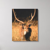 Chital Natural Habitat | Nationaal park Bandhavgar Canvas Afdruk (Voorkant)