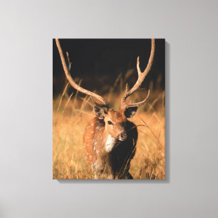 Chital Natural Habitat   Nationaal park Bandhavgar Canvas Afdruk