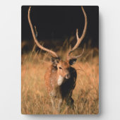 Chital Natural Habitat | Nationaal park Bandhavgar Fotoplaat (voorkant)