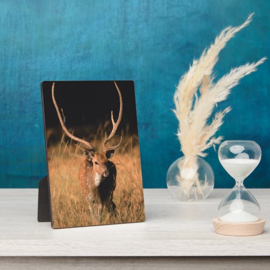 Chital Natural Habitat | Nationaal park Bandhavgar Fotoplaat (Zijkant)