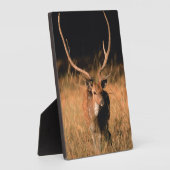 Chital Natural Habitat | Nationaal park Bandhavgar Fotoplaat (Zijkant)