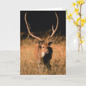 Chital Natural Habitat | Nationaal park Bandhavgar Kaart (Gele Bloem)