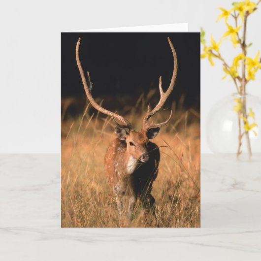 Chital Natural Habitat | Nationaal park Bandhavgar Kaart (Gele Bloem)