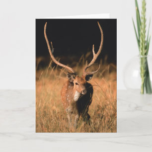 Chital Natural Habitat   Nationaal park Bandhavgar Kaart