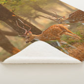 Chital or cheetal, Axis axis, spotted deers or axi Sherpa Deken (3/4)