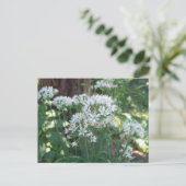 Chive Blossom Briefkaart (Staand voorkant)