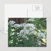 Chive Blossom Briefkaart (Voorkant / Achterkant)