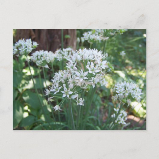 Chive Blossom Briefkaart (Voorkant)