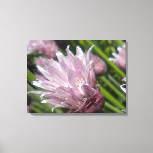 Chive Blossom Canvas Afdruk (Voorkant)