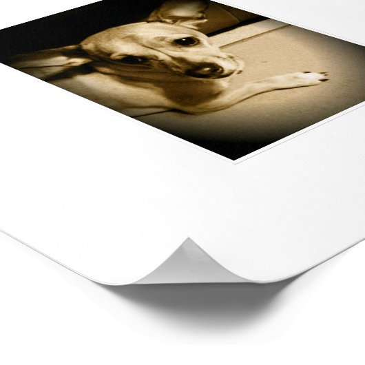 Chiweenie Poster (Hoek)