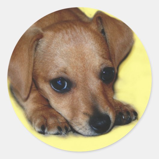 Chiweenie Sticker (Voorkant)