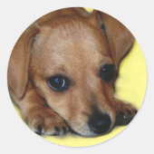 Chiweenie Sticker (Voorkant)