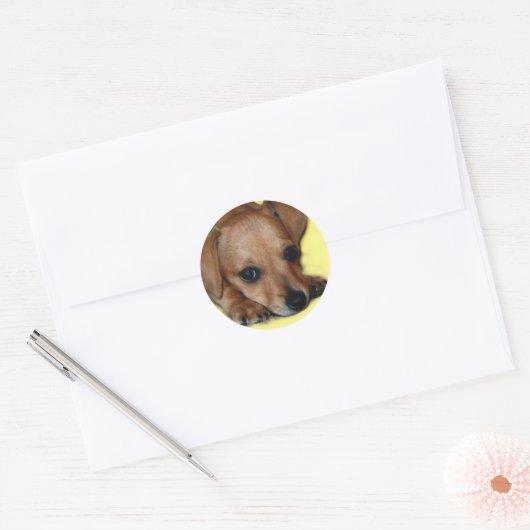 Chiweenie Sticker (Envelop)