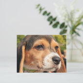 Chloe - Beagle Photo-19 Briefkaart (Staand voorkant)