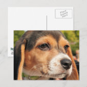 Chloe - Beagle Photo-19 Briefkaart (Voorkant / Achterkant)