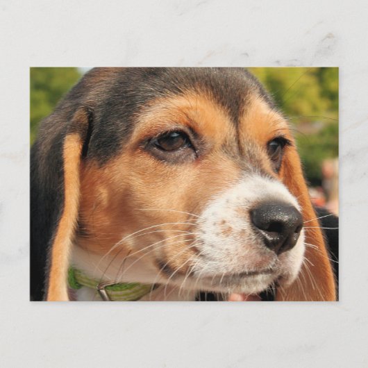 Chloe - Beagle Photo-19 Briefkaart (Voorkant)