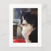 Chloe Licks Briefkaart (Voorkant)