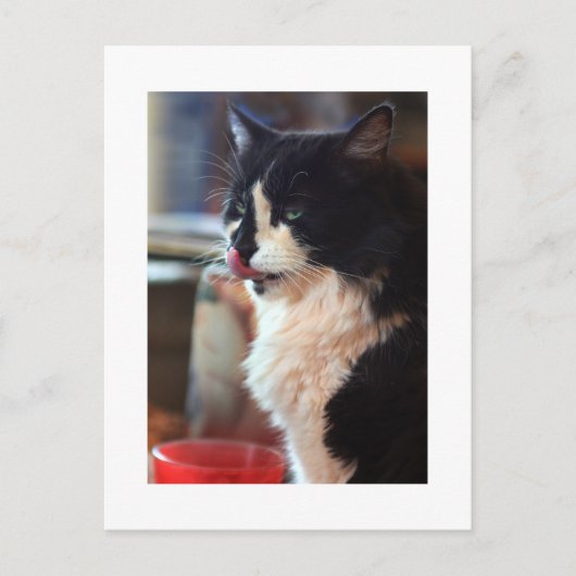 Chloe Licks Briefkaart (Voorkant)