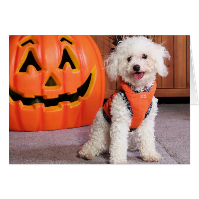 Chloe - Poochon - Foto-10 (Voorkant Horizontaal)