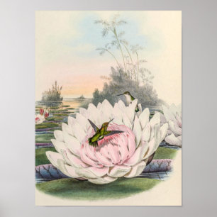 Chlorostilbon Portmanni door John Gould Poster