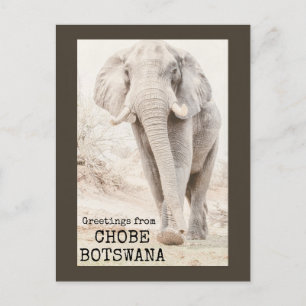 Chobe Botswana Elephant Briefkaart