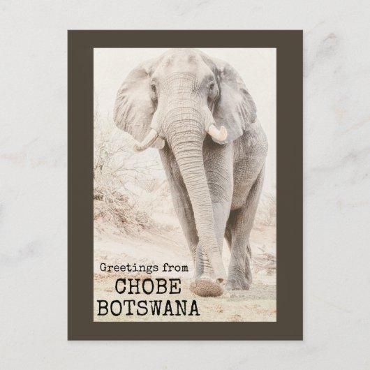 Chobe Botswana Elephant Briefkaart (Voorkant)