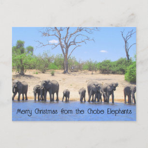 Chobe Elephants Haiku Holiday Post Kaart
