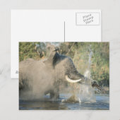 Chobe River, Botswana, Afrika Briefkaart (Voorkant / Achterkant)