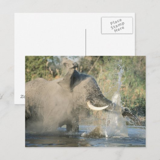 Chobe River, Botswana, Afrika Briefkaart (Voorkant / Achterkant)