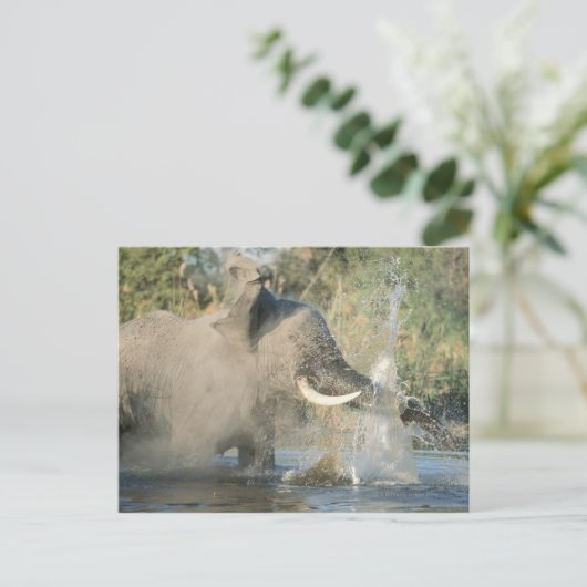 Chobe River, Botswana, Afrika Briefkaart (Staand voorkant)