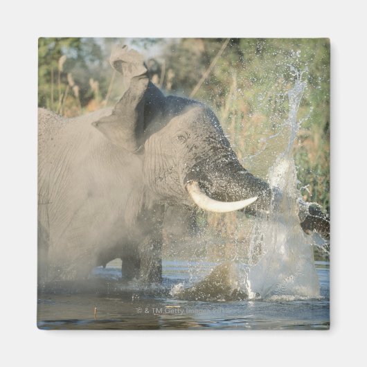 Chobe River, Botswana, Afrika Magneet (Voorkant)