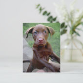 Chocalate Labrador Pittie Puppy Expling Briefkaart (Staand voorkant)