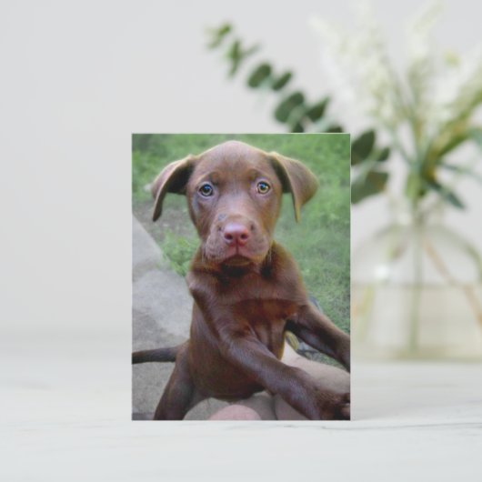Chocalate Labrador Pittie Puppy Expling Briefkaart (Staand voorkant)