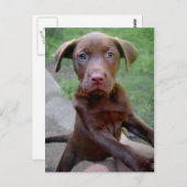 Chocalate Labrador Pittie Puppy Expling Briefkaart (Voorkant / Achterkant)