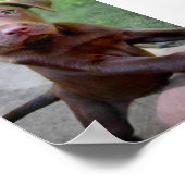 Chocalate Labrador Pittie Puppy Expling Poster (Hoek)