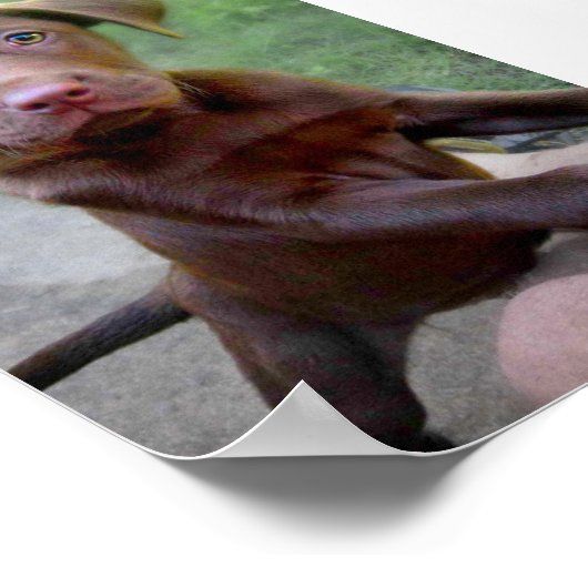 Chocalate Labrador Pittie Puppy Expling Poster (Hoek)