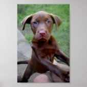 Chocalate Labrador Pittie Puppy Expling Poster (Voorkant)