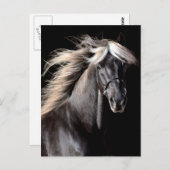 Choco Rocky Mountain Horse Briefkaart (Voorkant / Achterkant)