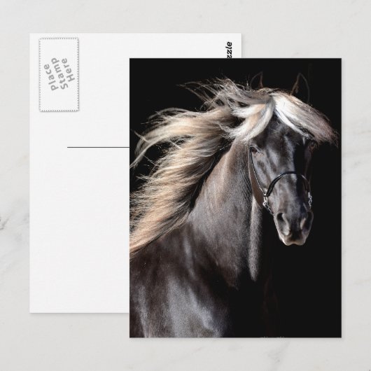 Choco Rocky Mountain Horse Briefkaart (Voorkant / Achterkant)