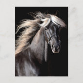 Choco Rocky Mountain Horse Briefkaart (Voorkant)