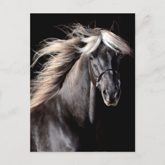Choco Rocky Mountain Horse Briefkaart (Voorkant)
