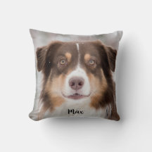 Chocolade Australian Shepherd Puppy Dog